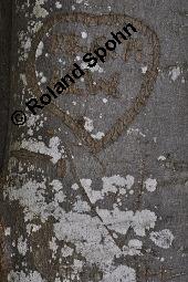 Schriftflechte, Graphis scripta, Graphis scripta, Schriftflechte, Flechten, Habitus, mit Apothezien auf Rot-Buche, Fagus sylvatica Kauf von 04795_graphis_scripta_dsc_5692.jpg