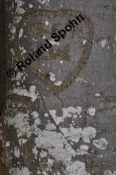 Schriftflechte, Graphis scripta, Graphis scripta, Schriftflechte, Flechten, Habitus, mit Apothezien auf Rot-Buche, Fagus sylvatica Kauf von 04795_graphis_scripta_dsc_5693.jpg