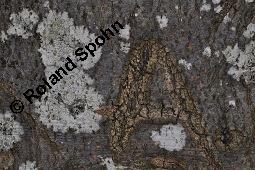 Schriftflechte, Graphis scripta, Graphis scripta, Schriftflechte, Flechten, Habitus, mit Apothezien auf Rot-Buche, Fagus sylvatica Kauf von 04795_graphis_scripta_dsc_5694.jpg