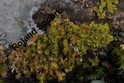 Gelbflechte, Wandflechte, Xanthoria parietina, Xanthoria parietina, Gelbflechte, Wandflechte, Flechten, Thallus mit Apothecien, auf Tilia sp. Kauf von 04838_xanthoria_parietina_dsc_8363.jpg