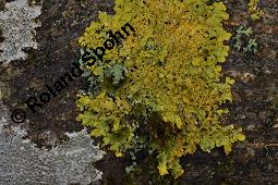 Gelbflechte, Wandflechte, Xanthoria parietina, Xanthoria parietina, Gelbflechte, Wandflechte, Flechten, Thallus mit Apothecien, auf Tilia sp. Kauf von 04838_xanthoria_parietina_dsc_8365.jpg