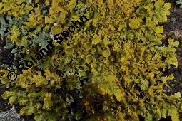 Gelbflechte, Wandflechte, Xanthoria parietina, Xanthoria parietina, Gelbflechte, Wandflechte, Flechten, Thallus mit Apothecien, auf Tilia sp. Kauf von 04838_xanthoria_parietina_dsc_8366.jpg