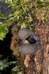 Vielgestaltige Holzkeule, Dead Man's Finger, Xylaria polymorpha, Xylaria polymorpha, Vielgestaltige Holzkeule, Dead Man's Finger, Ascomycet, Fruchtkörper Kauf von 04856_xylaria_polymorpha_dsc_6259.jpg