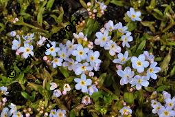 Bodensee-Vergissmeinnicht, Rehsteiners Vergissmeinnicht, Myosotis rehsteineri, Myosotis scorpioides ssp. caespitosa, Myosotis caespitosa var. grandiflora, Myosotis rehsteineri, Myosotis scorpioides ssp. caespitosa, Myosotis caespitosa var. grandiflora, Bodensee-Vergissmeinnicht, Rehsteiners Vergissmeinnicht, Boraginaceae, Blühend Kauf von 04888_myosotis_rehsteineri_dsc_8939.jpg