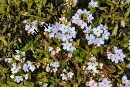 Bodensee-Vergissmeinnicht, Rehsteiners Vergissmeinnicht, Myosotis rehsteineri, Myosotis scorpioides ssp. caespitosa, Myosotis caespitosa var. grandiflora, Myosotis rehsteineri, Myosotis scorpioides ssp. caespitosa, Myosotis caespitosa var. grandiflora, Bodensee-Vergissmeinnicht, Rehsteiners Vergissmeinnicht, Boraginaceae, Blühend Kauf von 04888_myosotis_rehsteineri_dsc_8940.jpg