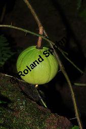 Spiegeleibaum, Schnupftabakdosenbaum, Oncoba routledgei, Oncoba spinosa var. routledgei, Flacourtiaceae, Oncoba routledgei, Oncoba spinosa var. routledgei, Spiegeleibaum, Schnupftabakdosenbaum, fruchtend Kauf von 04949_oncoba_routledgei_dsc_1745.jpg