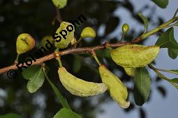 Zwetschgen-Narrentasche, Narrentaschenkrankheit, Taphrina pruni, Taphrina pruni, Zwtschgen-Narrentasche, Narrentaschenkrankheit, Ascomycet, Galle an Früchten, auf Prunus sp. Kauf von 05002_taphrina_pruni_dsc_1096.jpg