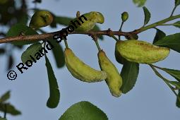 Zwetschgen-Narrentasche, Narrentaschenkrankheit, Taphrina pruni, Taphrina pruni, Zwtschgen-Narrentasche, Narrentaschenkrankheit, Ascomycet, Galle an Früchten, auf Prunus sp. Kauf von 05002_taphrina_pruni_dsc_1097.jpg