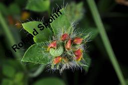 Sumpf-Hornklee, Lotus uliginosus, Lotus pedunculatus Kauf von 05006_lotus_uliginosus_dsc_1772.jpg