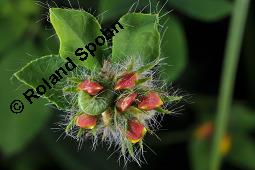 Sumpf-Hornklee, Lotus uliginosus, Lotus pedunculatus Kauf von 05006_lotus_uliginosus_dsc_1773.jpg