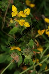 Sumpf-Hornklee, Lotus uliginosus, Lotus pedunculatus Kauf von 05006_lotus_uliginosus_img_3258.jpg