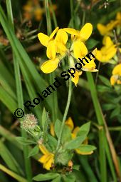 Sumpf-Hornklee, Lotus uliginosus, Lotus pedunculatus Kauf von 05006_lotus_uliginosus_img_3262.jpg