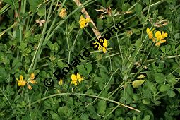 Sumpf-Hornklee, Lotus uliginosus, Lotus pedunculatus Kauf von 05006lotus_uliginosusimg_8600.jpg