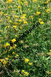 Sumpf-Hornklee, Lotus uliginosus, Lotus pedunculatus Kauf von 05006lotus_uliginosusimg_8617.jpg