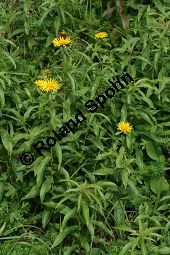 Weidenblättriger Alant, Inula salicina, Asteraceae, Inula salicina, Weidenblättriger Alant, Weiden-Alant, Blütenkörbchen Kauf von 05011inula_salicinaimg_4385.jpg