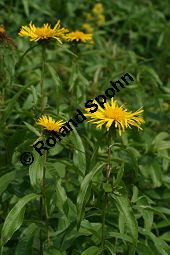 Weidenblättriger Alant, Inula salicina, Asteraceae, Inula salicina, Weidenblättriger Alant, Weiden-Alant, Blütenkörbchen Kauf von 05011inula_salicinaimg_4386.jpg