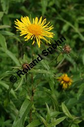 Weidenblättriger Alant, Inula salicina, Asteraceae, Inula salicina, Weidenblättriger Alant, Weiden-Alant, Blütenkörbchen Kauf von 05011inula_salicinaimg_4387.jpg