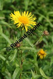 Weidenblättriger Alant, Inula salicina, Asteraceae, Inula salicina, Weidenblättriger Alant, Weiden-Alant, Blütenkörbchen Kauf von 05011inula_salicinaimg_4388.jpg