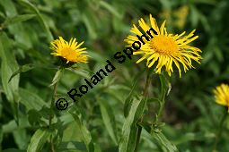 Weidenblättriger Alant, Inula salicina, Asteraceae, Inula salicina, Weidenblättriger Alant, Weiden-Alant, Blütenkörbchen Kauf von 05011inula_salicinaimg_4391.jpg