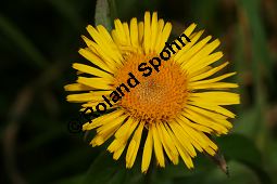 Weidenblättriger Alant, Inula salicina, Asteraceae, Inula salicina, Weidenblättriger Alant, Weiden-Alant, Blütenkörbchen Kauf von 05011inula_salicinaimg_4396.jpg