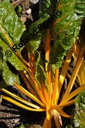 Gelbstieliger Mangold, Stiel-Mangold, Beta vulgaris ssp. vulgaris, Beta vulgaris ssp. vulgaris, Gelbstieliger Mangold, Stiel-Mangold, Chenopodiaceae, Beblättert Kauf von 05013_beta_vulgaris_vulgaris_dsc_7420.jpg