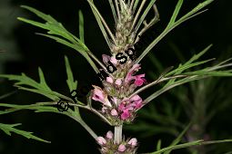 Sibirisches Herzgespann, Sibirischer Löwenschwanz, Leonurus sibiricus Kauf von 05074leonurus_sibiricusimg_8758.jpg