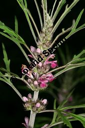 Sibirisches Herzgespann, Sibirischer Löwenschwanz, Leonurus sibiricus Kauf von 05074leonurus_sibiricusimg_8759.jpg