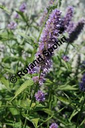 Orangenduft-Aniskraut, Agastache cana, Lamiaceae, Agastache cana, Orangenduft-Aniskraut, Orangenduft-Agastache, Moskitopflanze, Blühend Kauf von 05075agastache_canaimg_2859.jpg