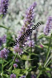 Orangenduft-Aniskraut, Agastache cana, Lamiaceae, Agastache cana, Orangenduft-Aniskraut, Orangenduft-Agastache, Moskitopflanze, Blühend Kauf von 05075agastache_canaimg_2860.jpg