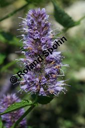 Orangenduft-Aniskraut, Agastache cana, Lamiaceae, Agastache cana, Orangenduft-Aniskraut, Orangenduft-Agastache, Moskitopflanze, Blühend Kauf von 05075agastache_canaimg_2861.jpg