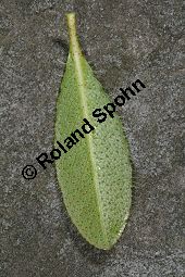 Bewimperte Alpenrose, Bewimperte Alpenrose, Rhododendron hirsutum Kauf von 05081_rhododendron_hirsutum_img_2191.jpg