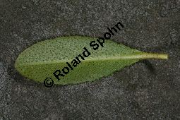 Bewimperte Alpenrose, Bewimperte Alpenrose, Rhododendron hirsutum Kauf von 05081_rhododendron_hirsutum_img_2192.jpg