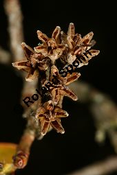 Bewimperte Alpenrose, Bewimperte Alpenrose, Rhododendron hirsutum Kauf von 05081_rhododendron_hirsutum_img_6915.jpg