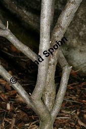 Bewimperte Alpenrose, Bewimperte Alpenrose, Rhododendron hirsutum Kauf von 05081_rhododendron_hirsutum_img_6916.jpg