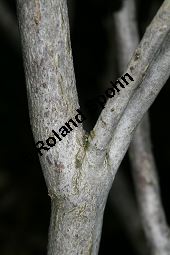 Bewimperte Alpenrose, Bewimperte Alpenrose, Rhododendron hirsutum Kauf von 05081_rhododendron_hirsutum_img_6917.jpg