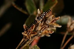 Bewimperte Alpenrose, Bewimperte Alpenrose, Rhododendron hirsutum Kauf von 05081_rhododendron_hirsutum_img_6918.jpg