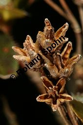 Bewimperte Alpenrose, Bewimperte Alpenrose, Rhododendron hirsutum Kauf von 05081_rhododendron_hirsutum_img_6919.jpg