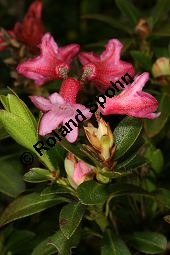 Bewimperte Alpenrose, Bewimperte Alpenrose, Rhododendron hirsutum Kauf von 05081_rhododendron_hirsutum_img_8456.jpg