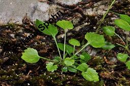 Zwerg-Glockenblume, Campanula cochleariifolia, Campanulaceae, Campanula cochleariifolia, Campanula pusilla, Zwerg-Glockenblume, Löffelkrautartige Glockenblume, Habitus blühend, mit Anthyllis vulneraria (Wundklee) und Trifolium Kauf von 05085_campanula_cochleariifolia_dsc_5836.jpg