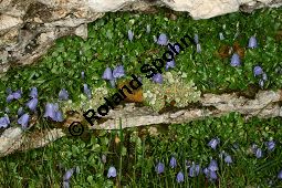 Zwerg-Glockenblume, Campanula cochleariifolia, Campanulaceae, Campanula cochleariifolia, Campanula pusilla, Zwerg-Glockenblume, Löffelkrautartige Glockenblume, Habitus blühend, mit Anthyllis vulneraria (Wundklee) und Trifolium Kauf von 05085_campanula_cochleariifolia_img_9365.jpg