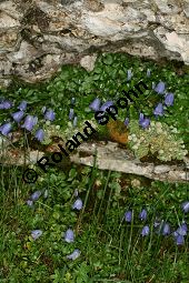 Zwerg-Glockenblume, Campanula cochleariifolia, Campanulaceae, Campanula cochleariifolia, Campanula pusilla, Zwerg-Glockenblume, Löffelkrautartige Glockenblume, Habitus blühend, mit Anthyllis vulneraria (Wundklee) und Trifolium Kauf von 05085_campanula_cochleariifolia_img_9366.jpg