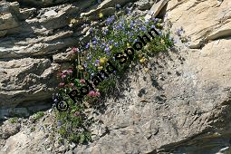 Zwerg-Glockenblume, Campanula cochleariifolia, Campanulaceae, Campanula cochleariifolia, Campanula pusilla, Zwerg-Glockenblume, Löffelkrautartige Glockenblume, Habitus blühend, mit Anthyllis vulneraria (Wundklee) und Trifolium Kauf von 05085campanula_cochleariifoliaimg_3233.jpg