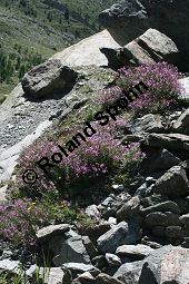 Fleischers Weidenröschen, Epilobium fleischeri, Oenotheraceae, Epilobium fleischeri, Fleischers Weidenröschen, Kies-Weidenröschen, Habitus blühend Kauf von 05088_epilobium_fleischeri_img_9504.jpg