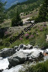 Fleischers Weidenröschen, Epilobium fleischeri, Oenotheraceae, Epilobium fleischeri, Fleischers Weidenröschen, Kies-Weidenröschen, Habitus blühend Kauf von 05088_epilobium_fleischeri_img_9506.jpg
