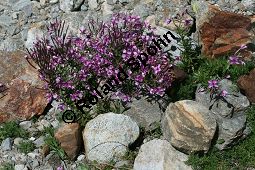 Fleischers Weidenröschen, Epilobium fleischeri, Oenotheraceae, Epilobium fleischeri, Fleischers Weidenröschen, Kies-Weidenröschen, Habitus blühend Kauf von 05088_epilobium_fleischeri_img_9510.jpg