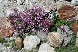 Fleischers Weidenröschen, Epilobium fleischeri, Oenotheraceae, Epilobium fleischeri, Fleischers Weidenröschen, Kies-Weidenröschen, Habitus blühend Kauf von 05088_epilobium_fleischeri_img_9511.jpg