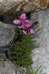 Fleischers Weidenröschen, Epilobium fleischeri, Oenotheraceae, Epilobium fleischeri, Fleischers Weidenröschen, Kies-Weidenröschen, Habitus blühend Kauf von 05088epilobium_fleischeriimg_3309.jpg
