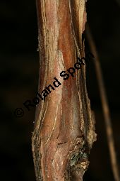 Blaue Heckenkirsche, Blaues Geißblatt, Lonicera caerulea Kauf von 05094_lonicera_caerulea_img_2225.jpg