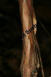 Blaue Heckenkirsche, Blaues Geißblatt, Lonicera caerulea Kauf von 05094_lonicera_caerulea_img_2226.jpg