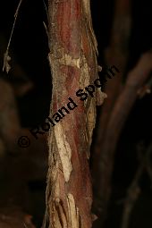 Blaue Heckenkirsche, Blaues Geißblatt, Lonicera caerulea Kauf von 05094_lonicera_caerulea_img_2227.jpg